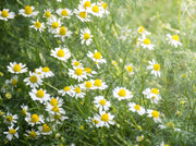 COMFORTING CHAMOMILE